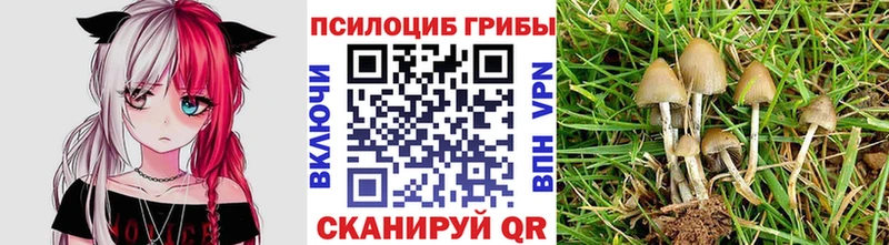 Псилоцибиновые грибы Cubensis  Купить закладки  Москва 